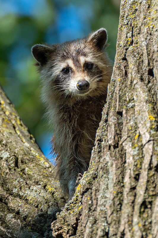 Raccoon, Sequoyah NWR，好的